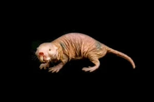 naked_mole_rat