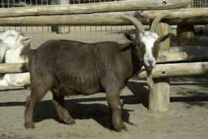 nigerian-dwarf-goat
