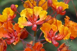 plants-red-bird-paradise