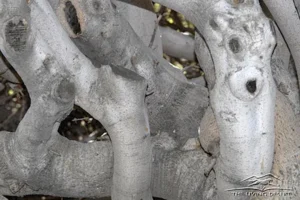 plants-red-elephant-tree