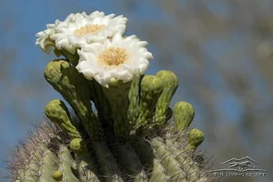 plants-saguaro