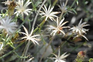 plants-sanfelipe-dyssodia