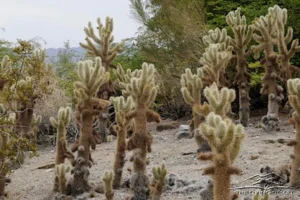 plants-teddy-bear-cholla