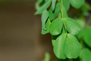 plants umbrella thorn