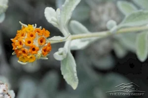 plants wooly butterfly bush