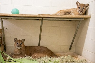 welcoming rose and sage