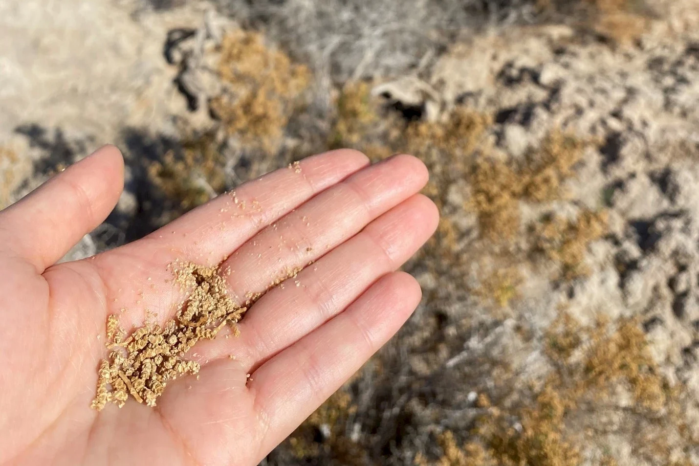 Salt Creek Restoration- Plant Propagation