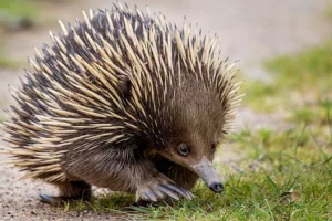 short-beaked-echidna