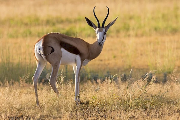 springbok