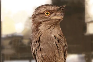 tawny-frogmouth