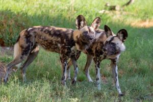 AFRICAN WILD DOG