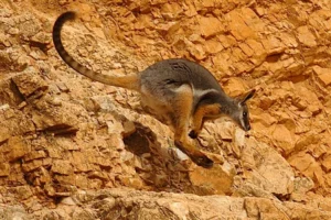 yellow-footed wallaby