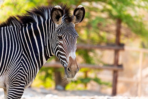 zebra