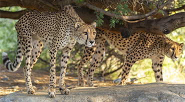 African Safari PlanYourVisit