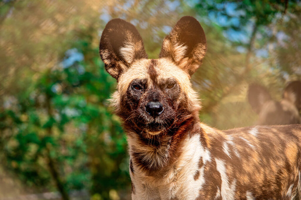 African painted dog