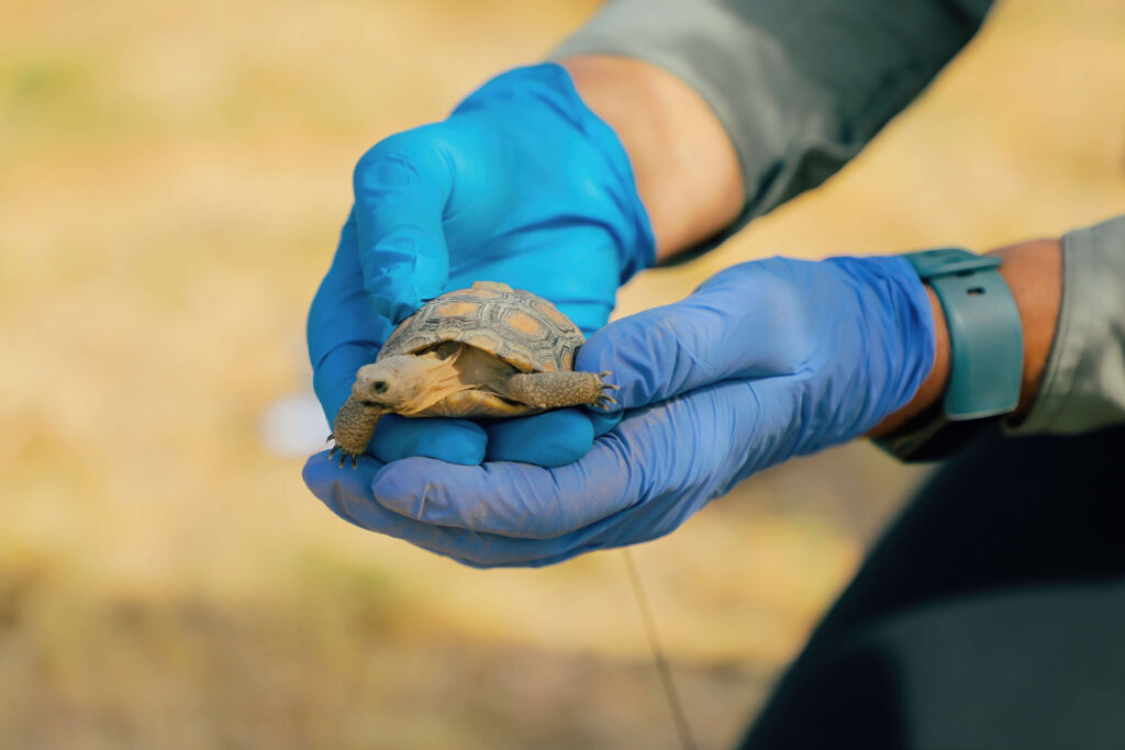 Desert Tortoise Hatchling Release - The Living Desert Zoo and Gardens