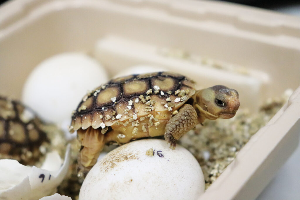 Desert Tortoise
