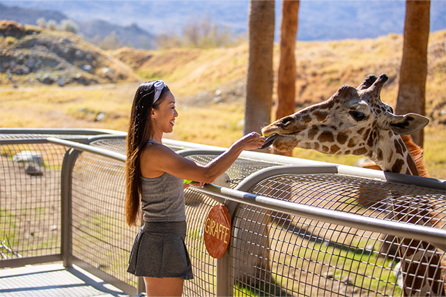 Giraffe Feeding PlanYourVisit