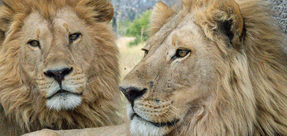 Pride of the desert lion