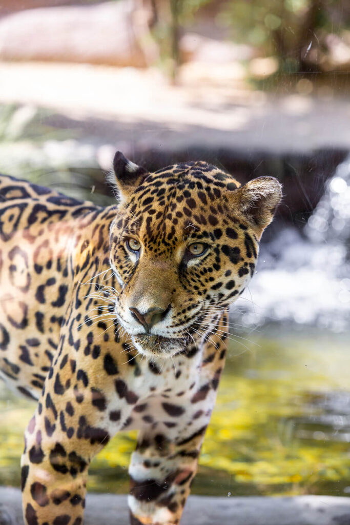 TLD Jaguar Memo 24