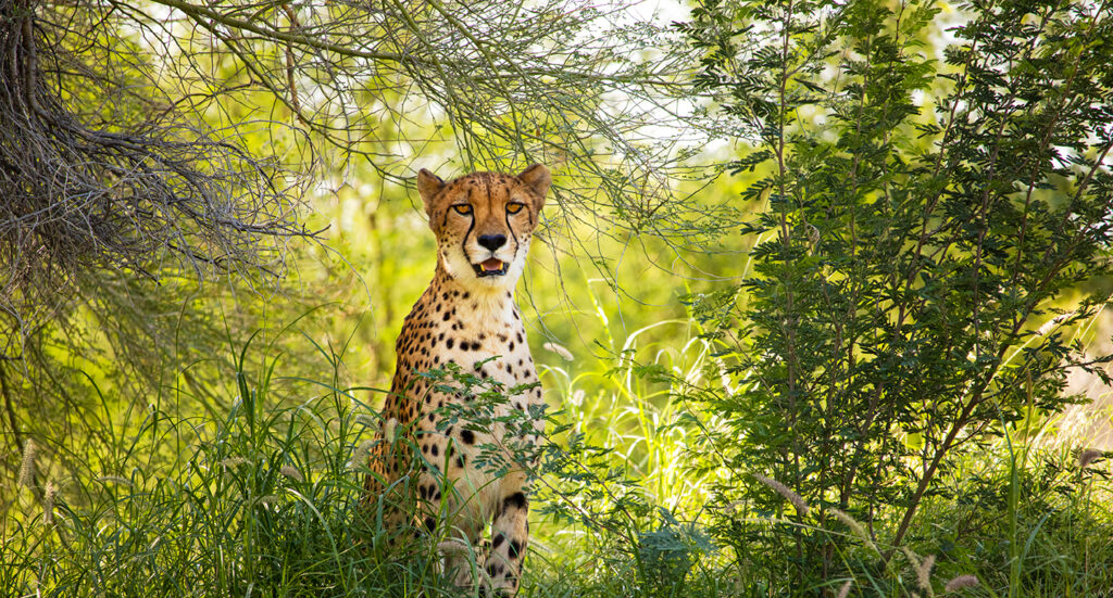 cheetah
