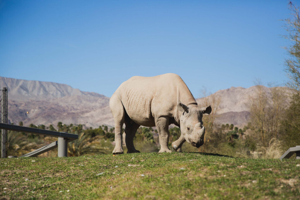 rahino