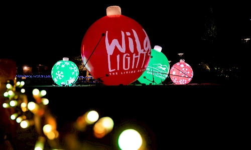 wildlights