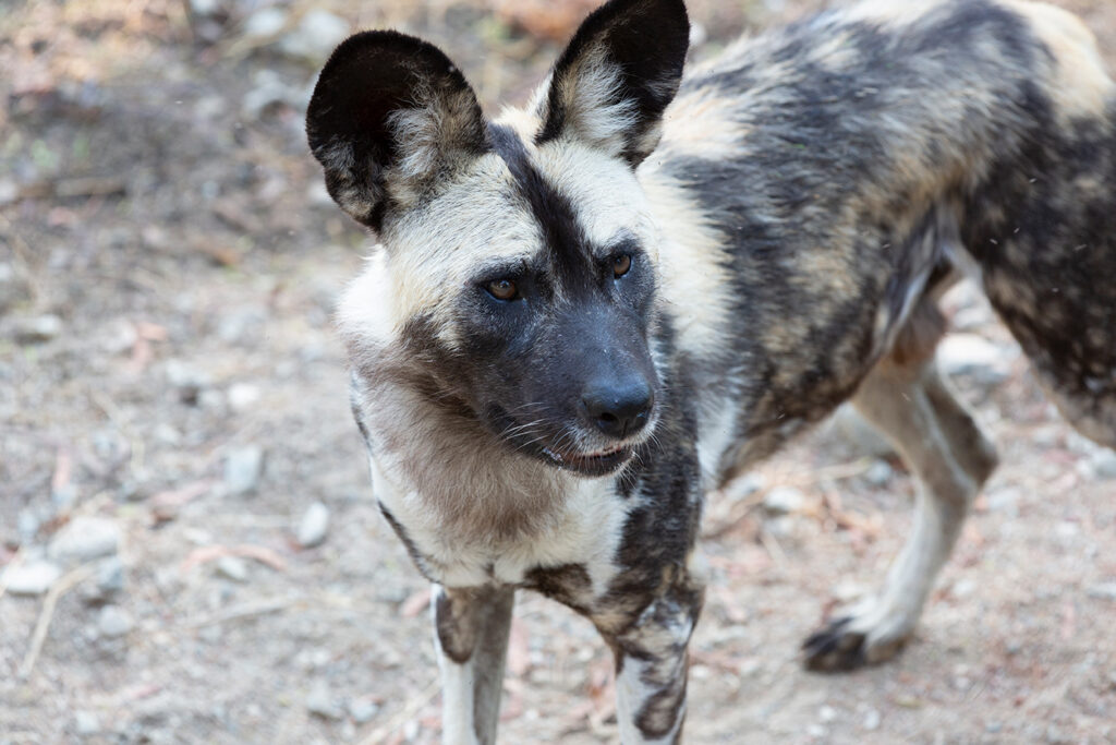 wild dog