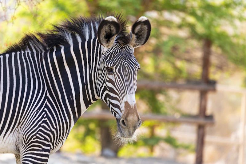 Grevy's Zebra