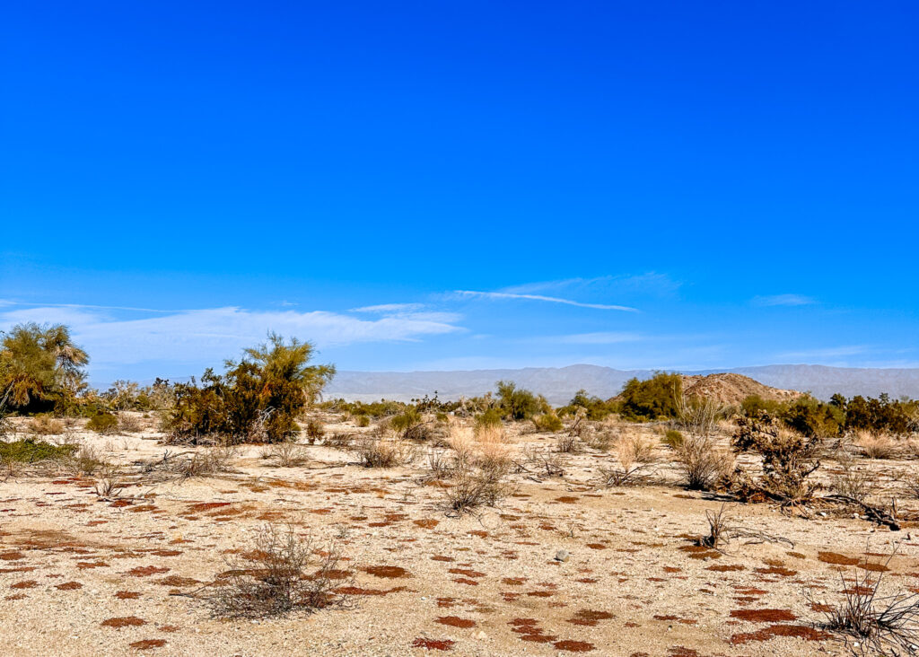 living desert