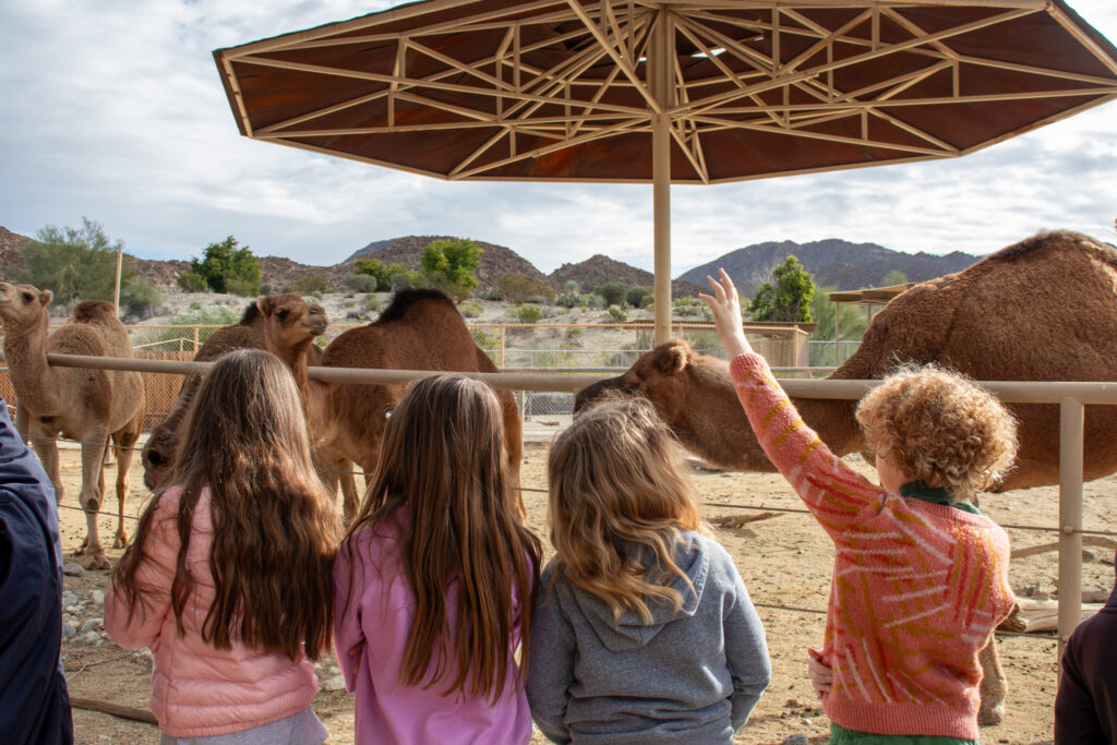 Camels