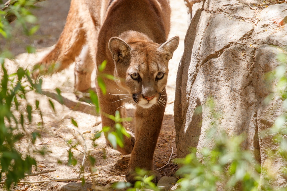 Mountain Lion