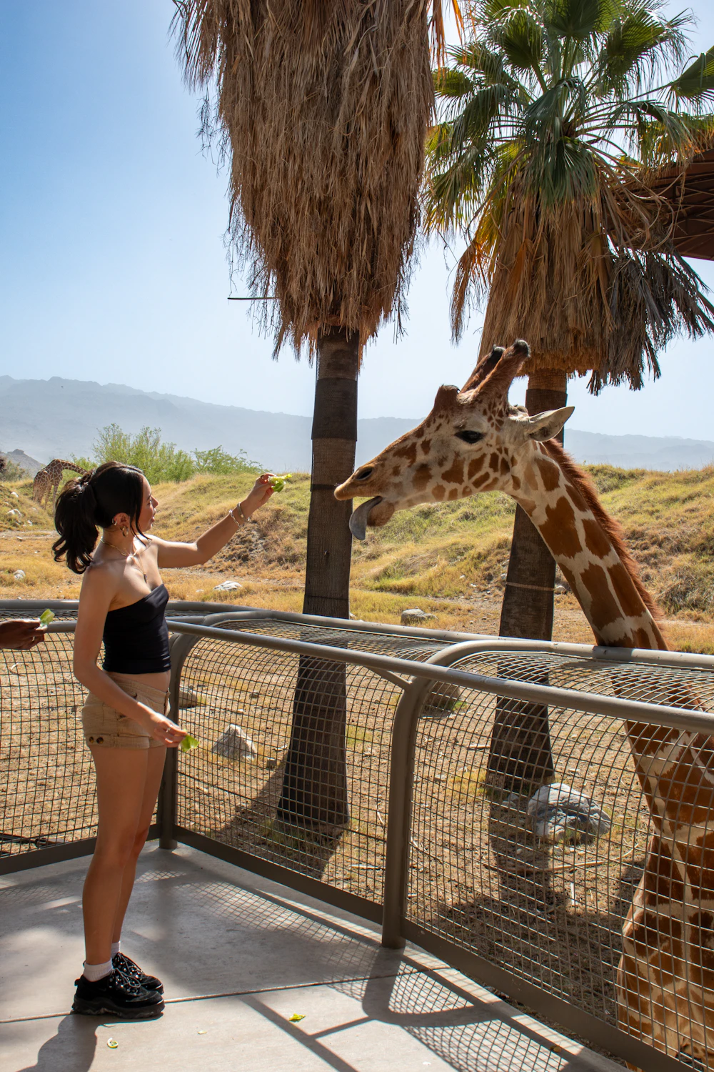 Giraffe Feeding