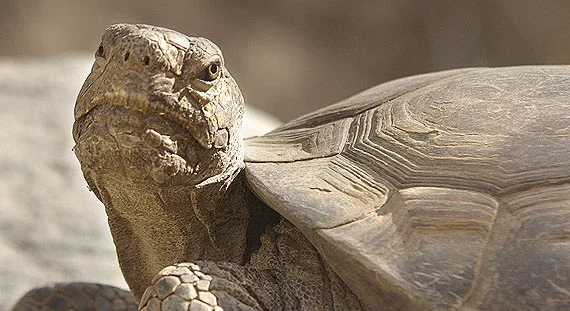 Desert Tortoise