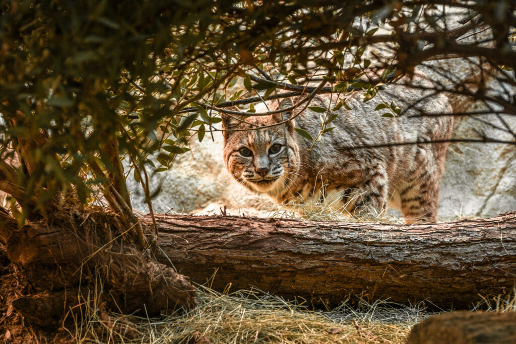 bobcat