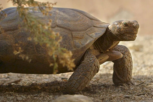 Tortoise Trunks