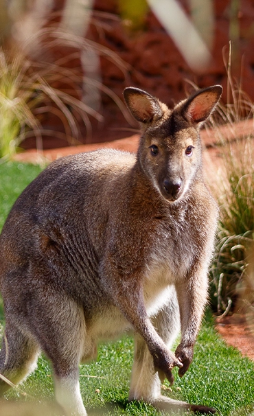 wallaby6