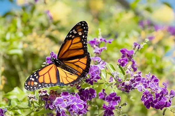 western monarch