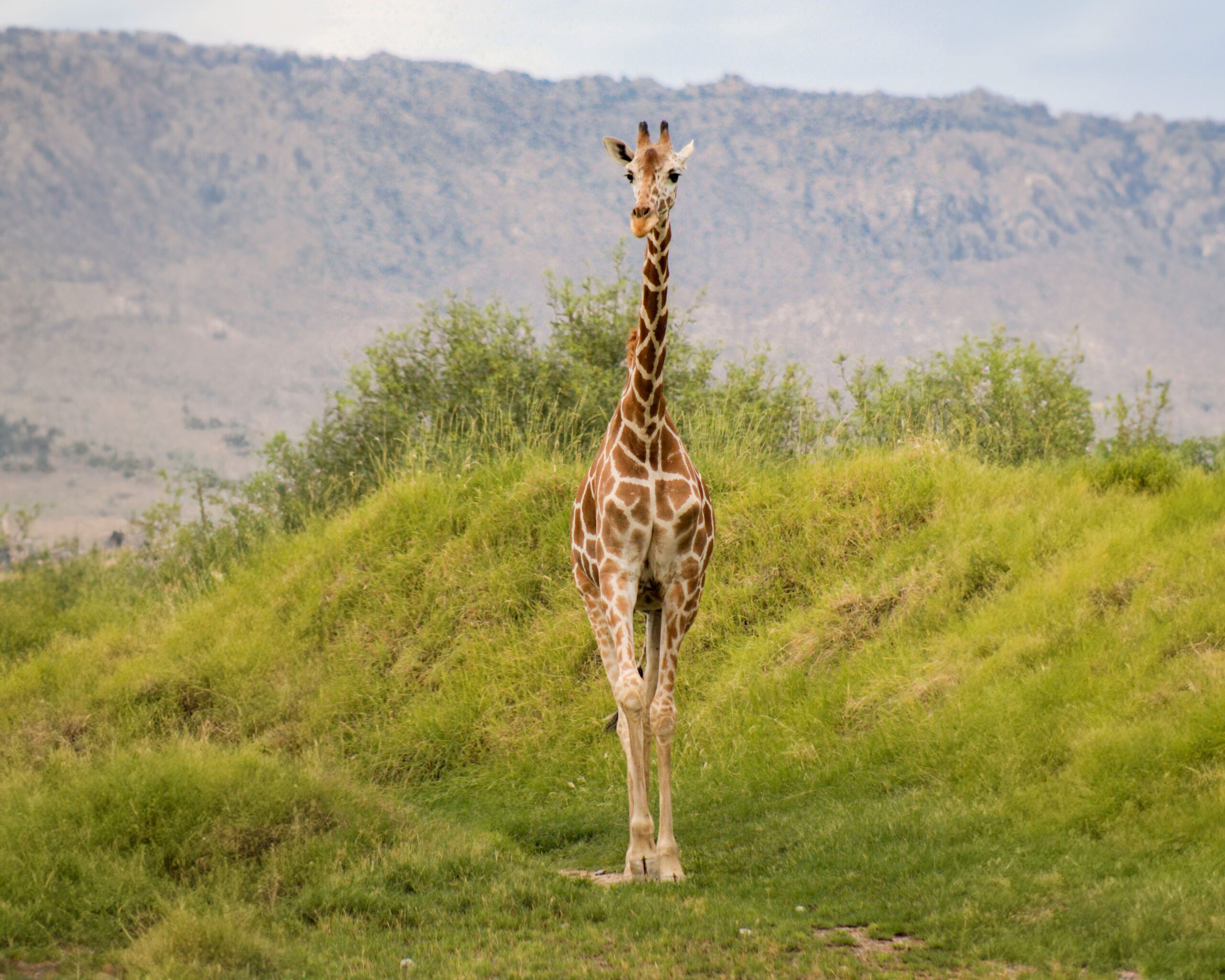 The Living Desert Mourns the Passing of Dadisi The Living Desert Zoo