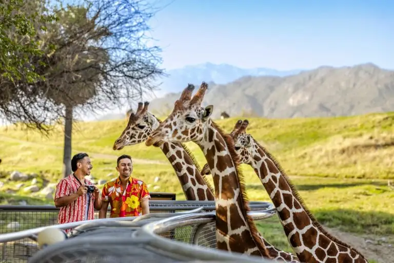 Couple with Giraffe