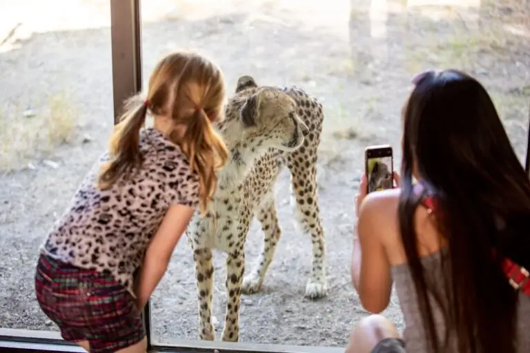 Family with Cheetah