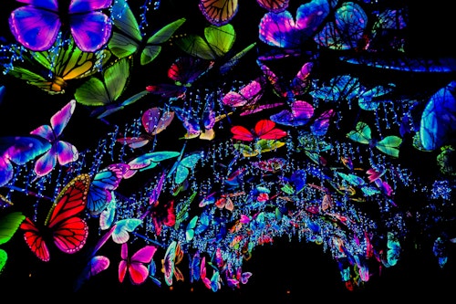 TheLivingDesert_GlowinthePark-2025 (14)