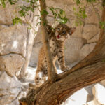 TheLivingDesert BobcatKitten