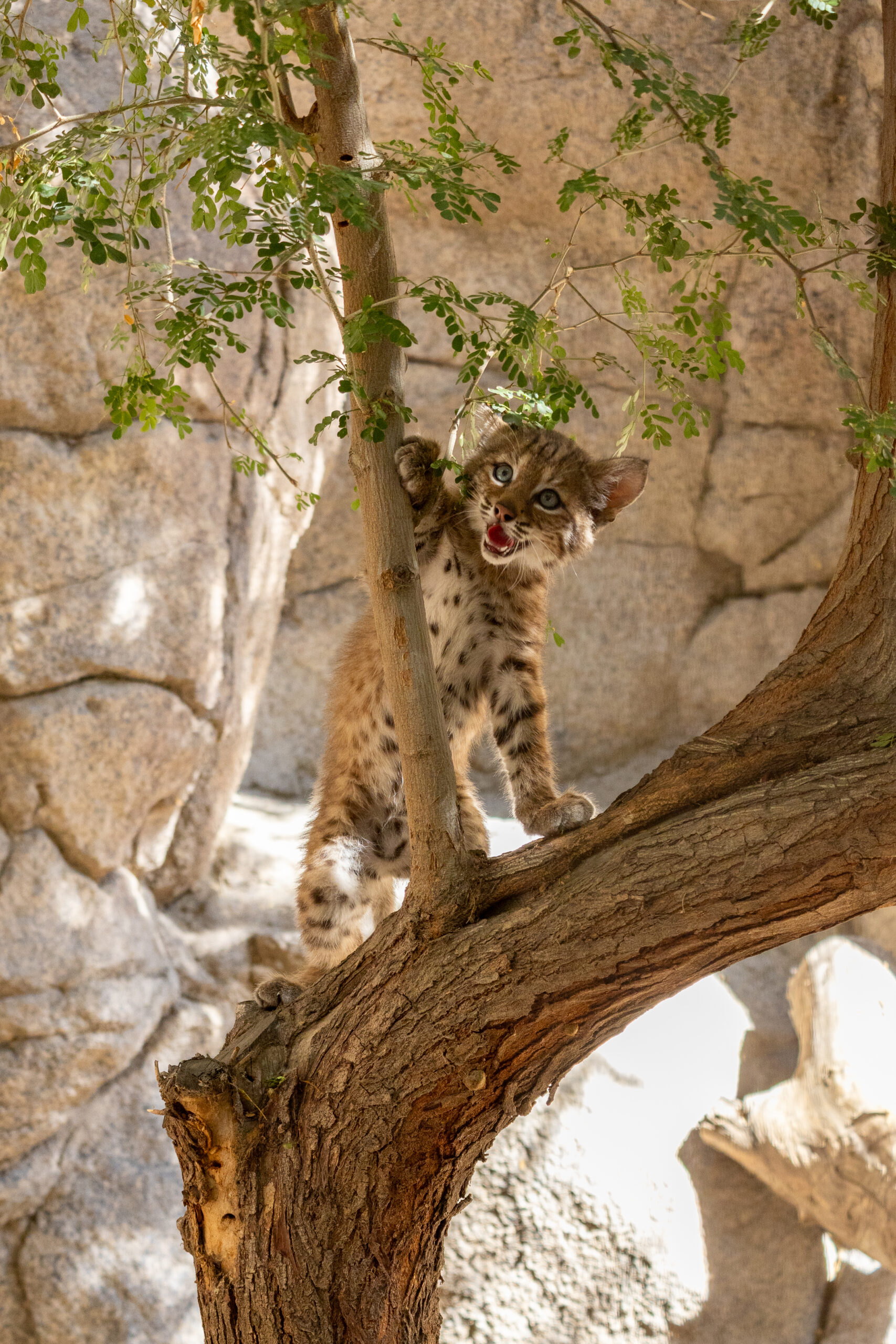 TheLivingDesert BobcatKitten